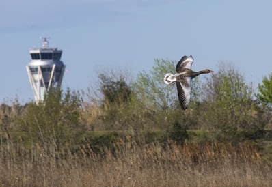 Wild goose flying in airport area