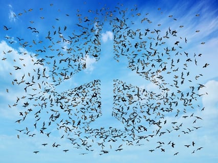 birds in shape of plane