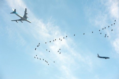airplane flying through birds