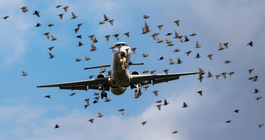 Control FOD to Prevent Aircraft Wildlife Strikes